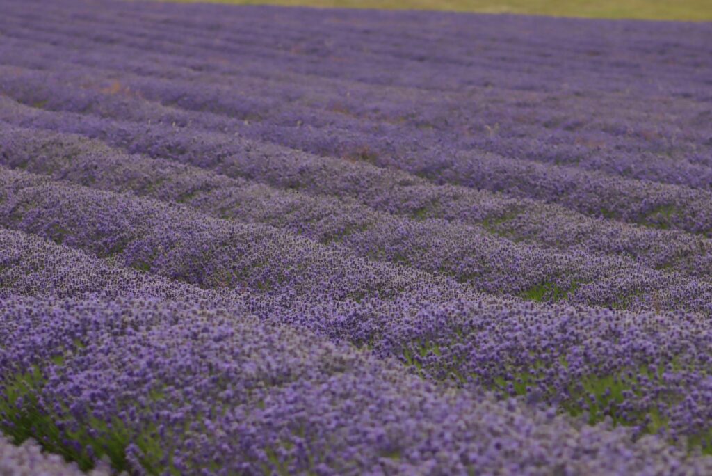 Lavender — Deep Relaxation & Sleep Support