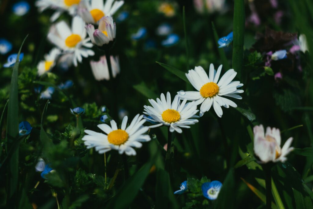 Chamomile — Gentle Calm & Soothing